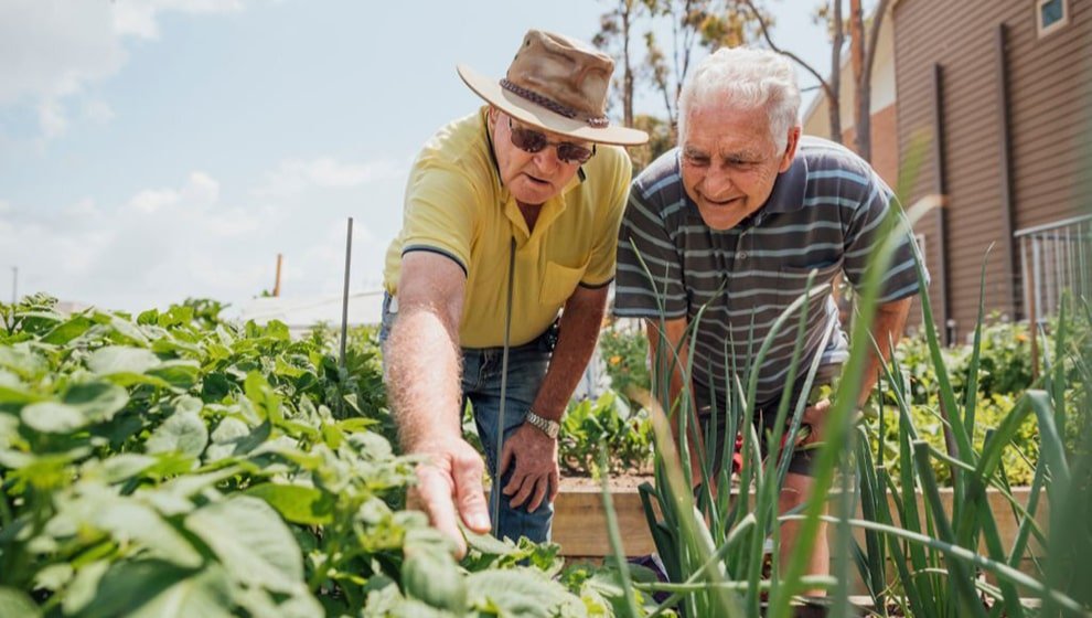 Two elderly men tending to plants in an outdoor garden on a sunny day; one man wears a wide-brimmed hat and yellow shirt while leaning forward to check the leaves, while his friend in a striped polo shirt watches closely.